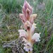 Clove-scented Broomrape - Photo (c) naturalhistoryman, some rights reserved (CC BY-NC-ND)