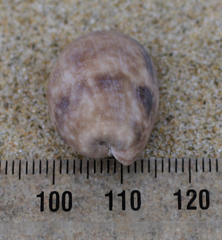 Bulla quoyii