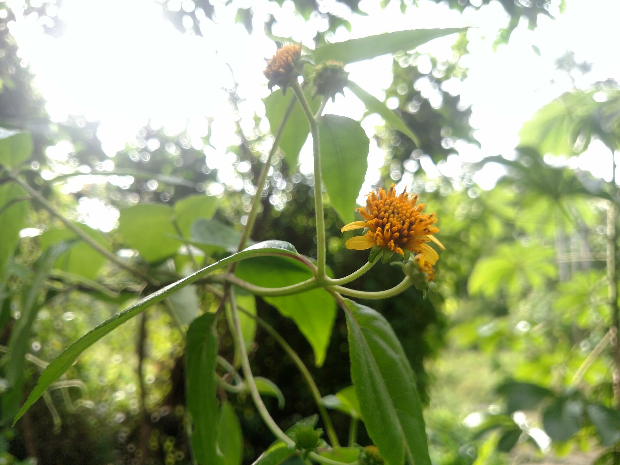 Tilesia baccata