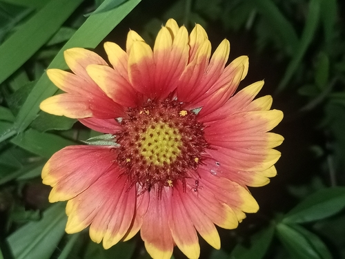 firewheel