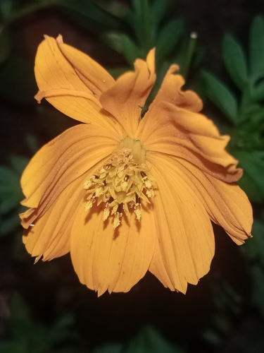 Yellow Cosmos