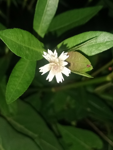 Alligatorweed