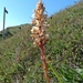 Orobanche artemisiae-campestris - Photo (c) Ian Boyd, some rights reserved (CC BY-NC)