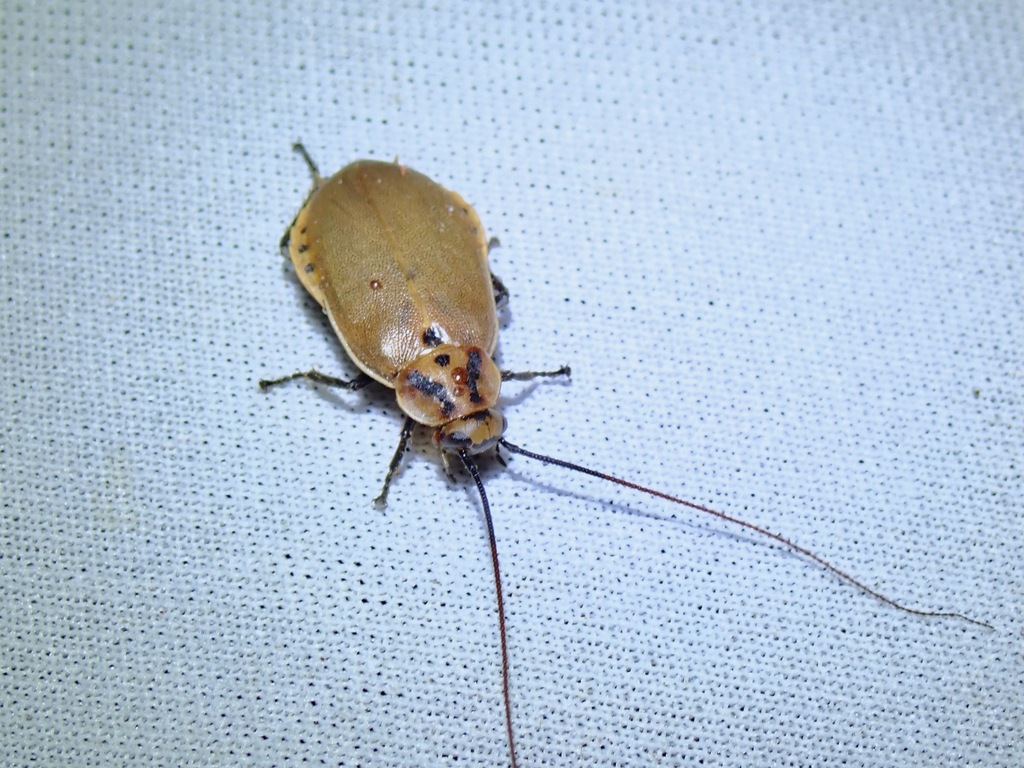Diploptera maculata