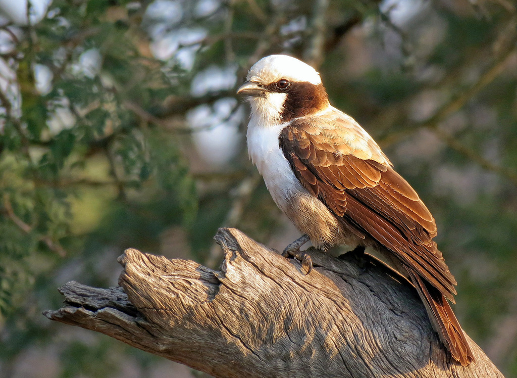 Southern White-Crowned Shrike