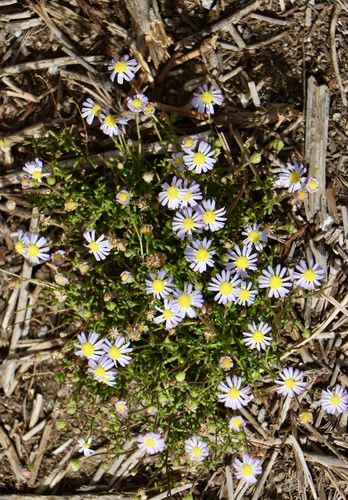 Karoo Felicia (Felicia hirta)