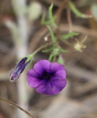 Monopsis debilis