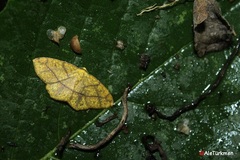 Periclina syctaria