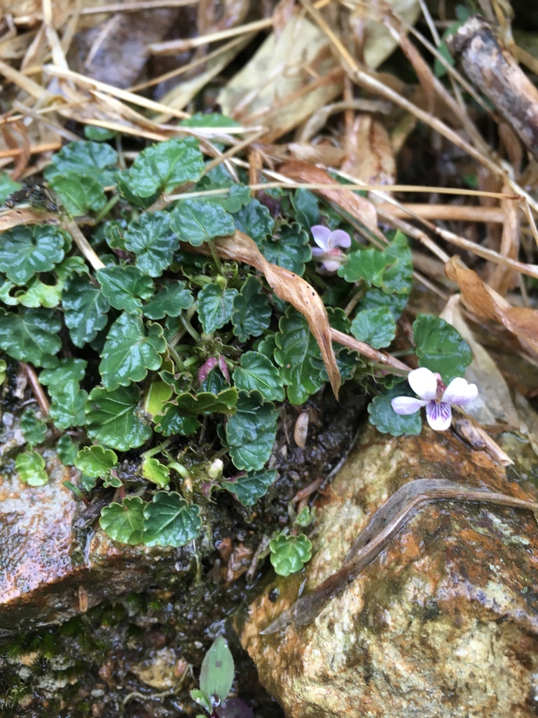 Viola balansae (Viola balansae)