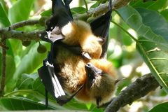 Pteropus seychellensis comorensis