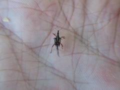 Ancistropterus quadrispinosus