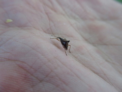 Ancistropterus quadrispinosus