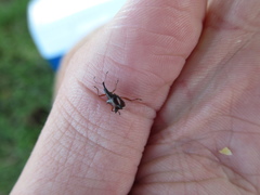 Ancistropterus quadrispinosus