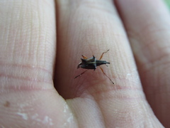 Ancistropterus quadrispinosus