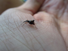 Ancistropterus quadrispinosus