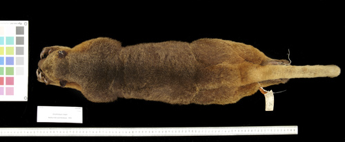 Wondiwoi Tree Kangaroo (Dendrolagus mayri) — Critically Endangered Mammalia