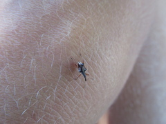 Ancistropterus quadrispinosus