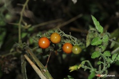 Solanum lycopersicum cerasiforme