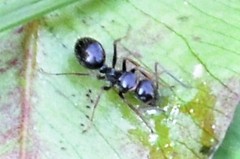 Camponotus piceus
