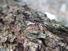 Glabridorsum stokesii