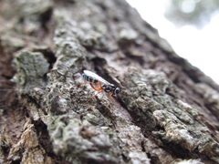 Glabridorsum stokesii