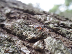 Glabridorsum stokesii