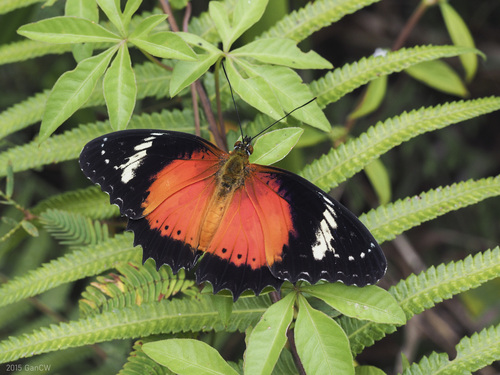 Orange Lacewing