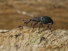 Ceratapion onopordi