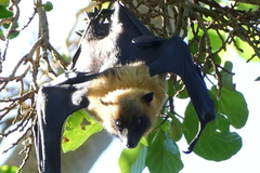 Pteropus seychellensis comorensis