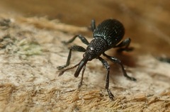 Ceratapion onopordi