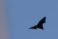 Pteropus seychellensis comorensis