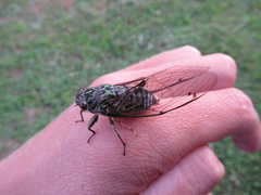 Amphipsalta zelandica
