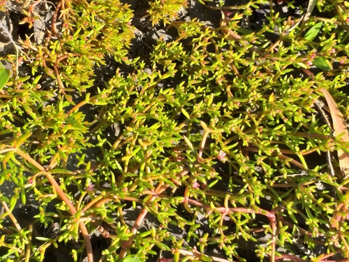 Image of Crassula vaillantii by (c) kevin koen, some rights reserved (CC BY-SA)