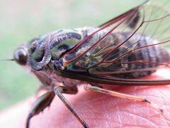 Amphipsalta zelandica