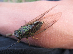 Amphipsalta zelandica