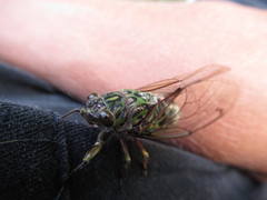 Amphipsalta zelandica
