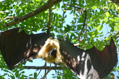 Pteropus seychellensis comorensis
