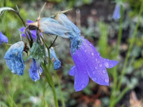 western harebell