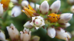 Crassula dependens