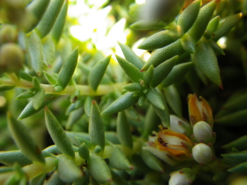 Slab Stonecrop