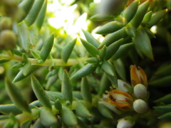 Crassula dependens