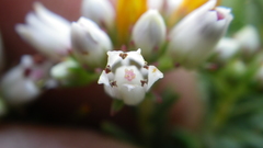 Crassula dependens