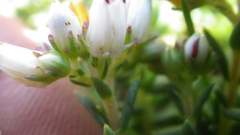 Crassula dependens