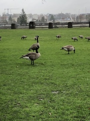 Branta canadensis
