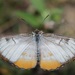 Mariposa Blanca de Borde Anaranjado - Photo (c) Ale Türkmen, algunos derechos reservados (CC BY-NC-SA), subido por Ale Türkmen
