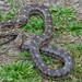 Pantherophis emoryi meahllmorum - Photo (c) Thomas Belford, some rights reserved (CC BY-NC), uploaded by Thomas Belford