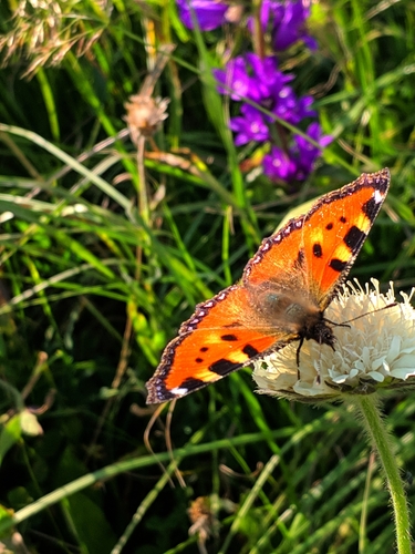 babôčka pŕhľavová (Aglais urticae)