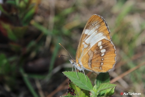 Common Mestra