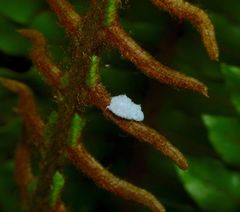 Coelostomidia