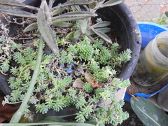 Sedum potosinum
